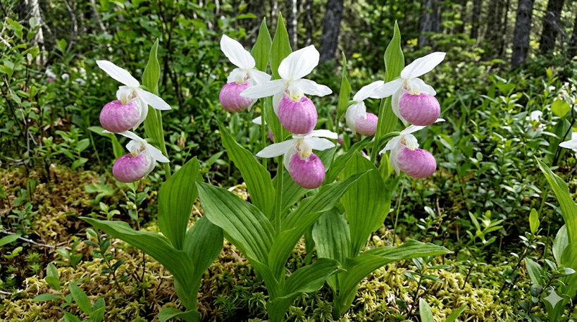 Showy Lady's Slipper